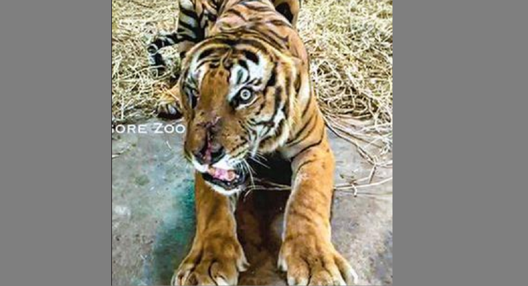 Tiger saved from nilgiris can be shifted to the vandalur zoo