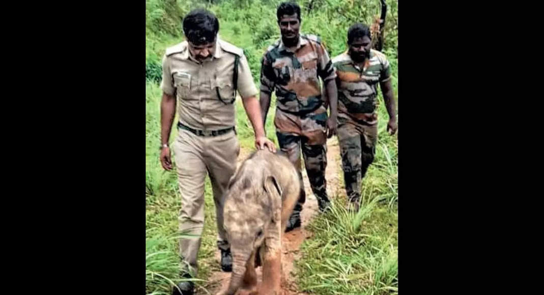 Tamil Nadu: Foreser saves the calf elephant from the hole in the nilgiris, reunitating with a herd