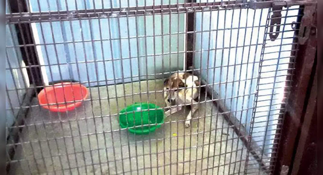 45 Dead Dogs: Files Activists Complaints against IIT-M