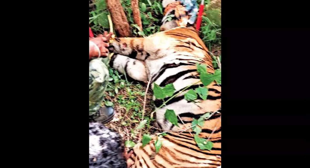 TN: Killer Tiger Snoozes after 21 days & 2 arrows