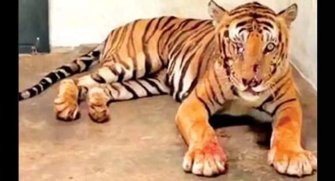 Tiger 'Stablicizing': HC Happy with TN Forest Dept.