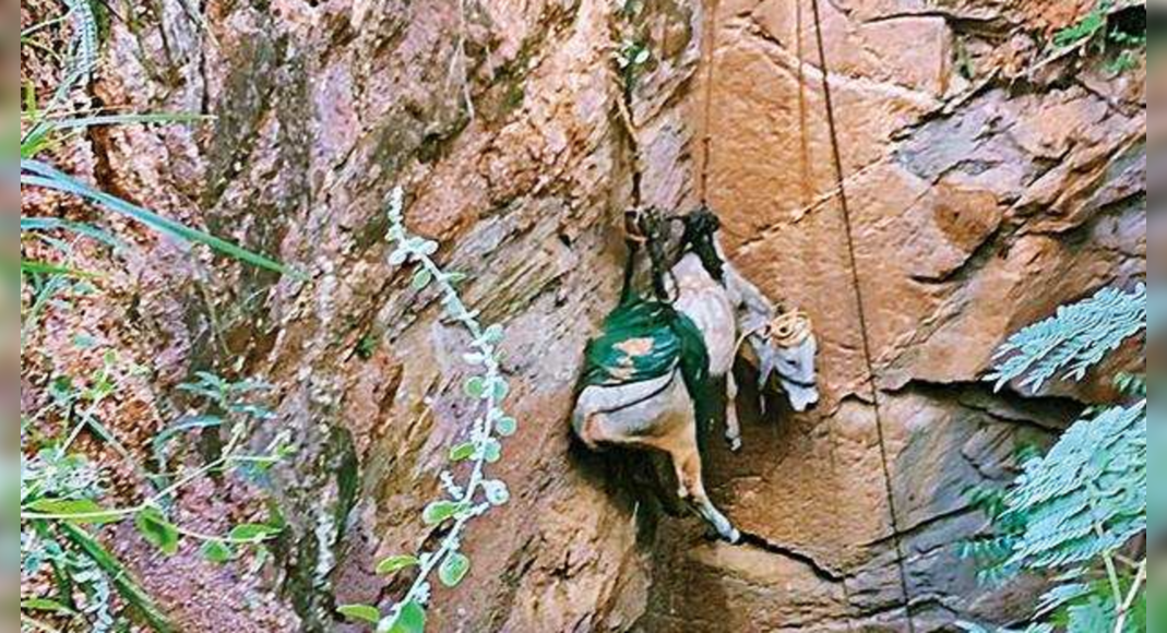 Rescuers from Hyd Travel 130 km to save cows well