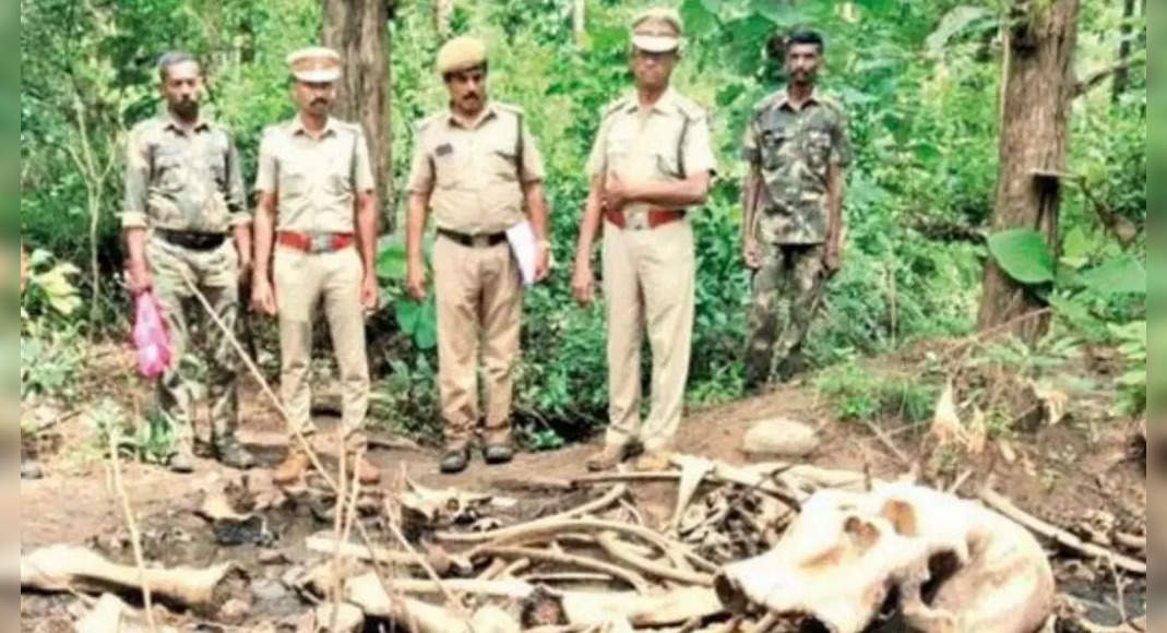 TN: The remnants of the elephant frame are found with lost ivory