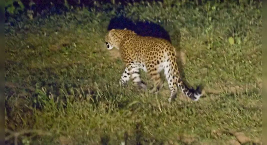 Leopard is trapped in a wire coupling; dead