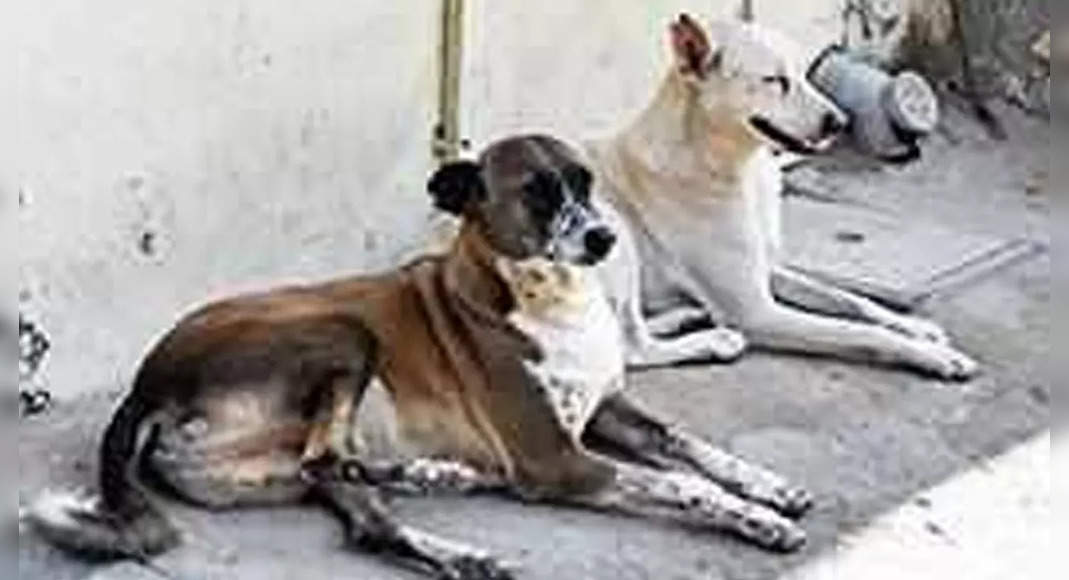 Wild dogs found buried in a dump in Telangana