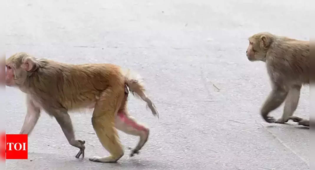 T'Gana: Survey to curb monkey threats, identify hotspots