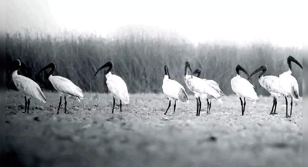 Tamil Nadu needs to make sure Kazhuveli is a shelter