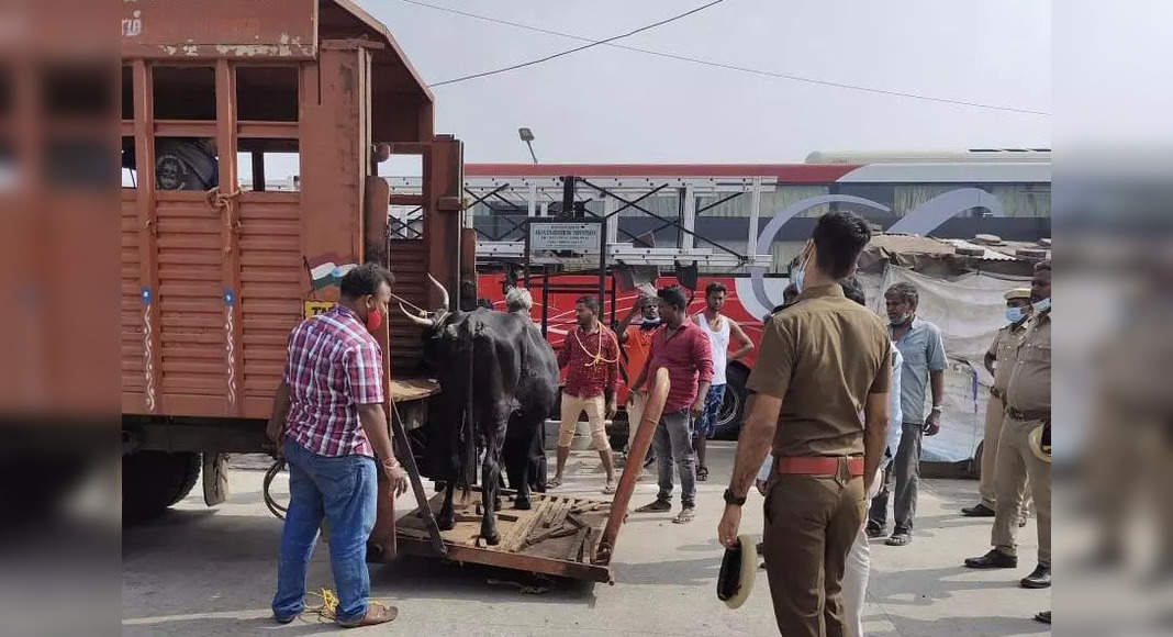 Chennai Corporation confiscated 16 cows in Koyambedu