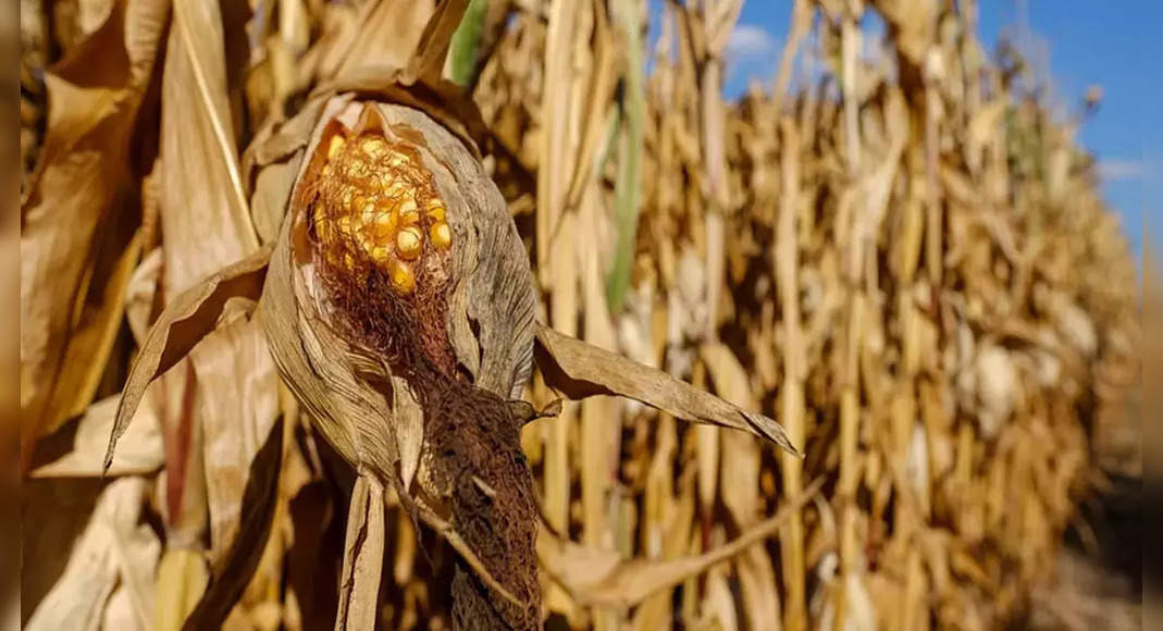 Plant shifts in Telangana are likely in just 20-25L hectares